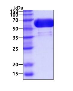 3 μg by SDS-PAGE under reducing condition and visualized by coomassie blue stain.
